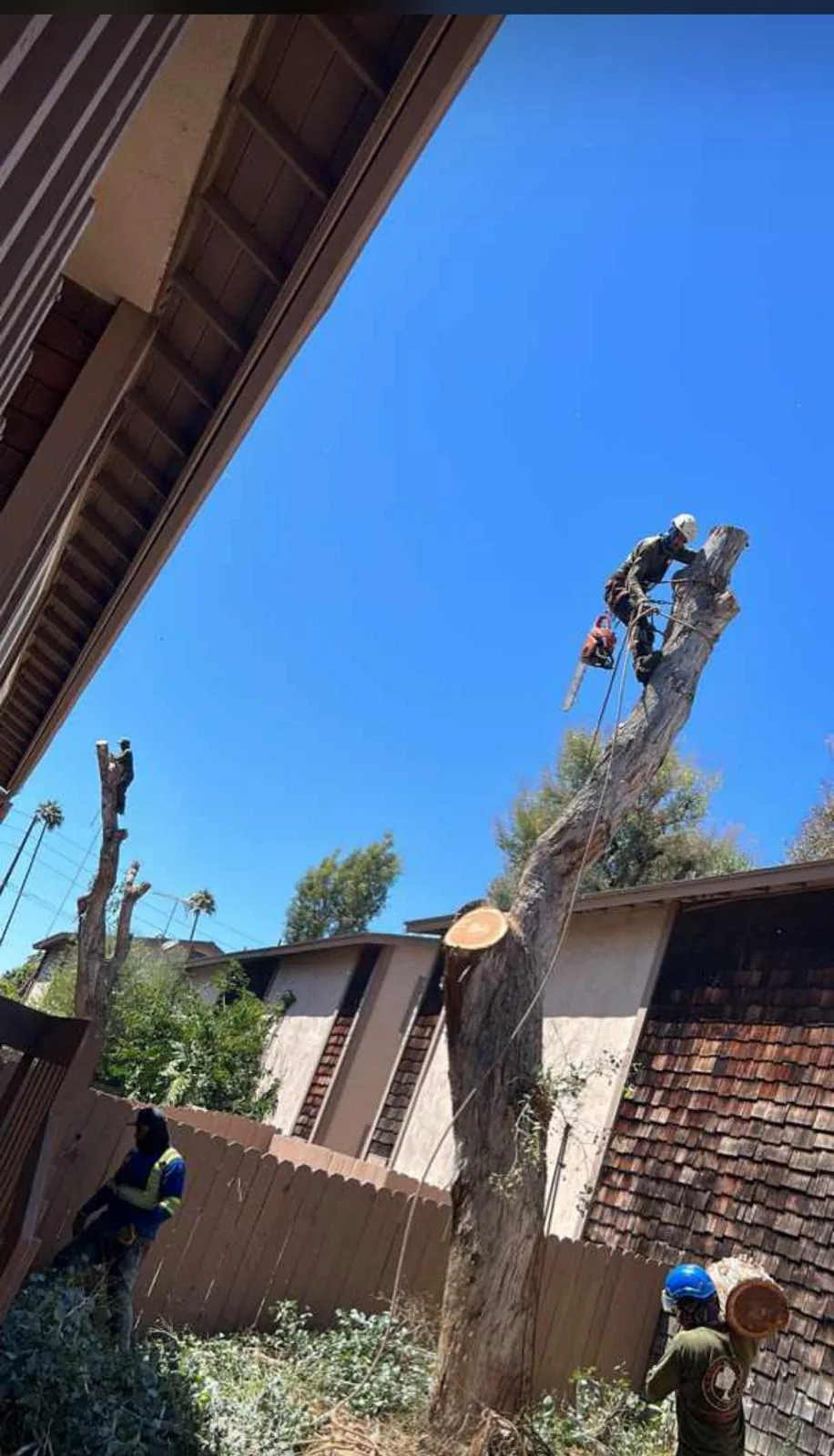 Climber roped into the spar with a chainsaw, taking a dead trunk down in sections between two houses while ground crew clears the cut wood.