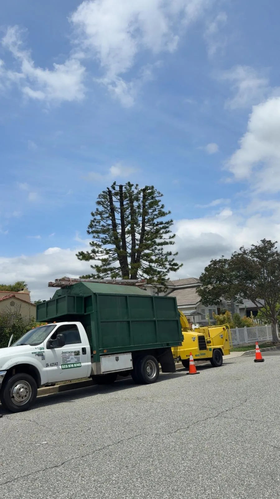 Our chip truck and chipper set up with cones on the street, brush already loaded, the trimmed Cook pine standing behind.