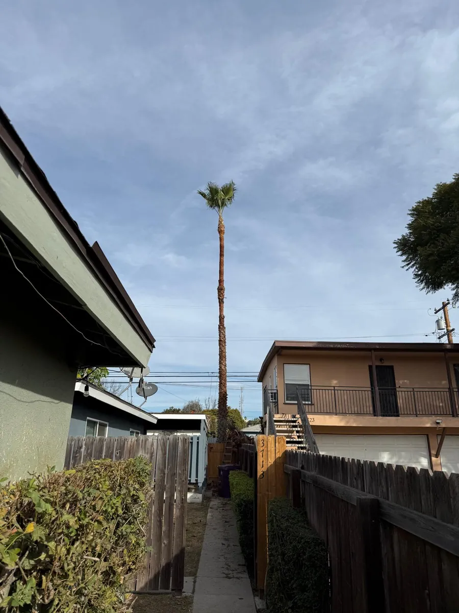 Tree service work by Jesús Tree Care in Los Angeles