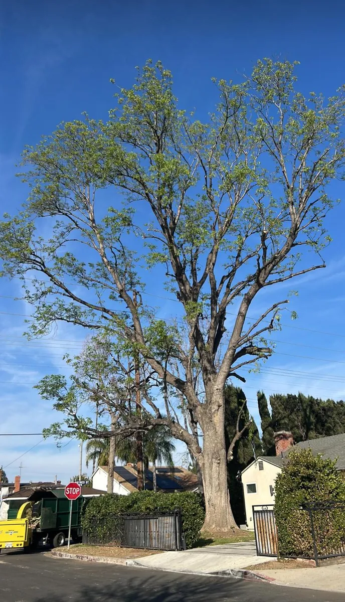 Tree service work by Jesús Tree Care in Los Angeles