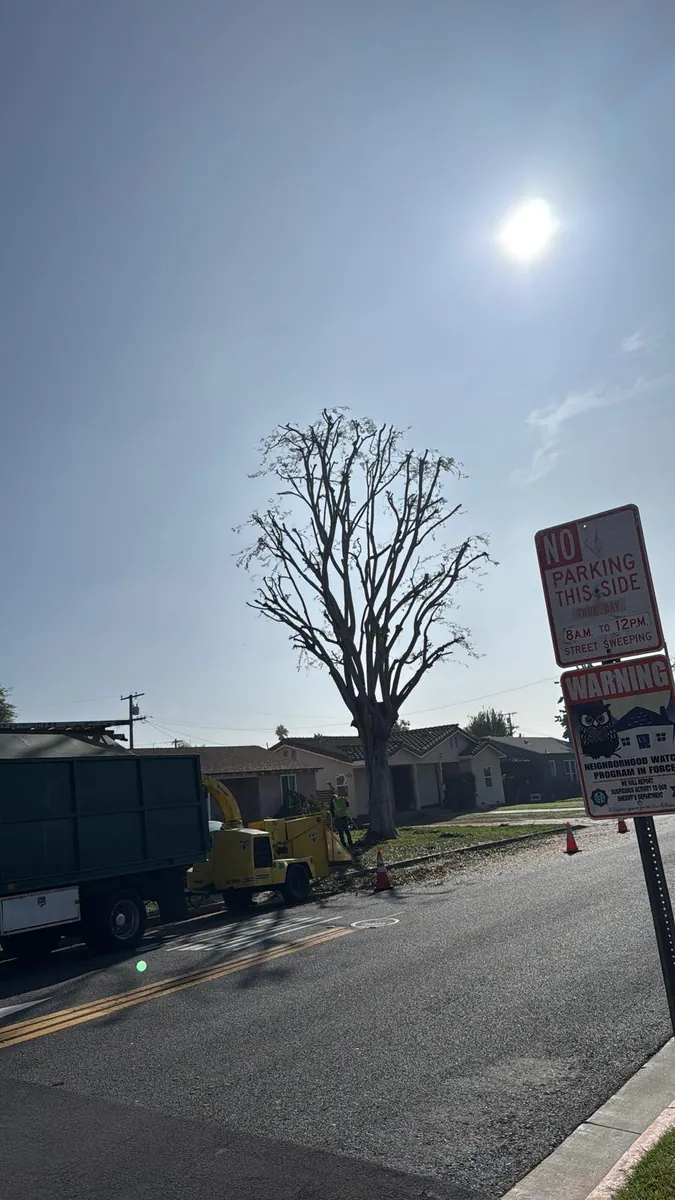 Tree service work by Jesús Tree Care in Los Angeles