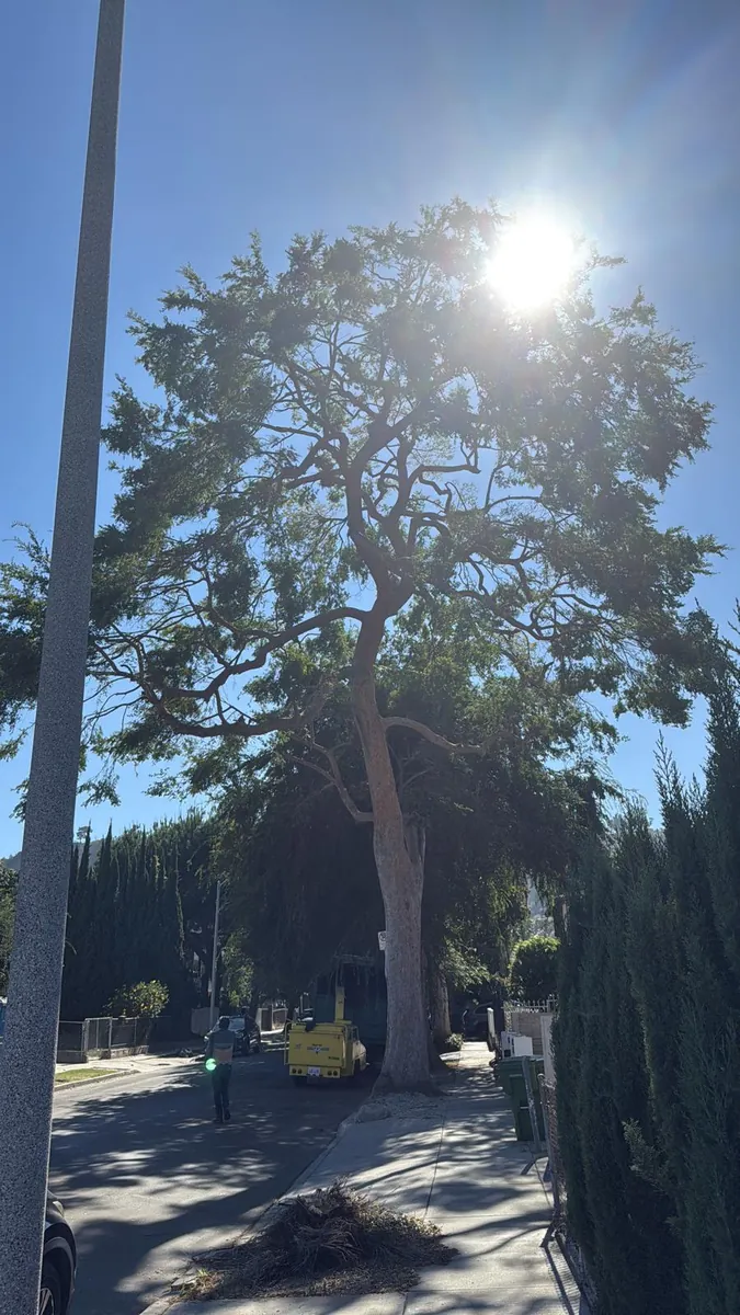 Tree service work by Jesús Tree Care in Los Angeles