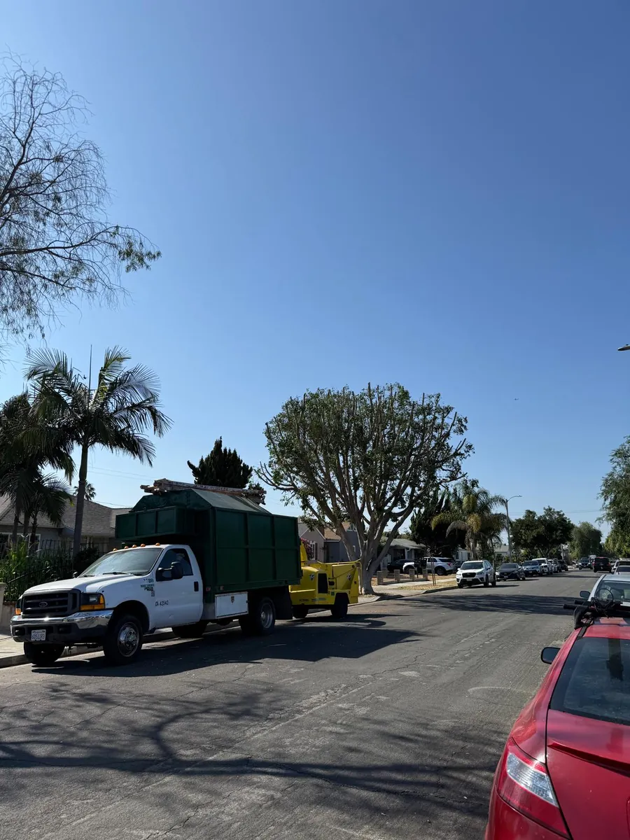 Tree service work by Jesús Tree Care in Los Angeles
