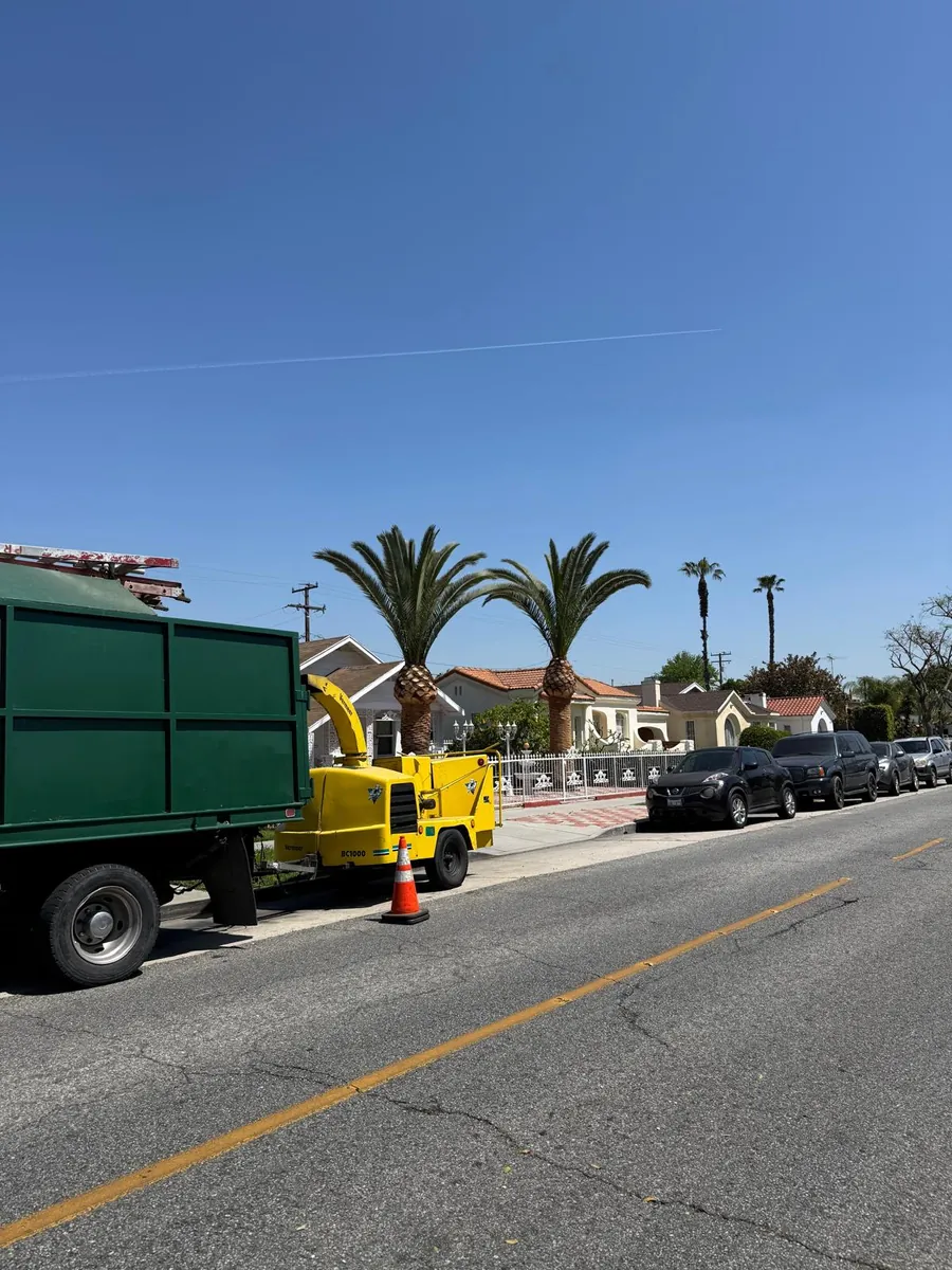 Tree service work by Jesús Tree Care in Los Angeles