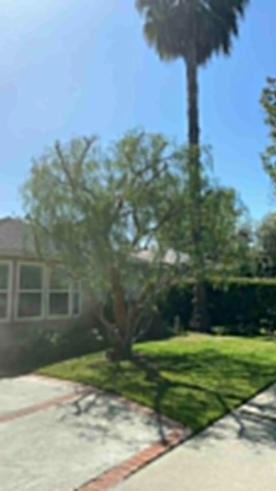 Front-yard palm and shade tree after trimming
