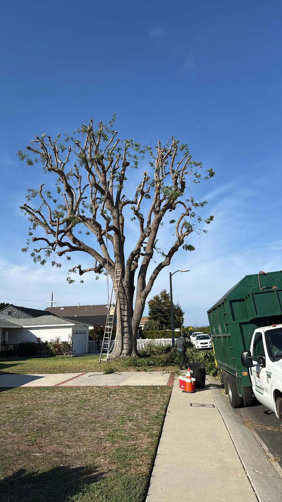 Tree cut back hard and shaped, ready to push out again