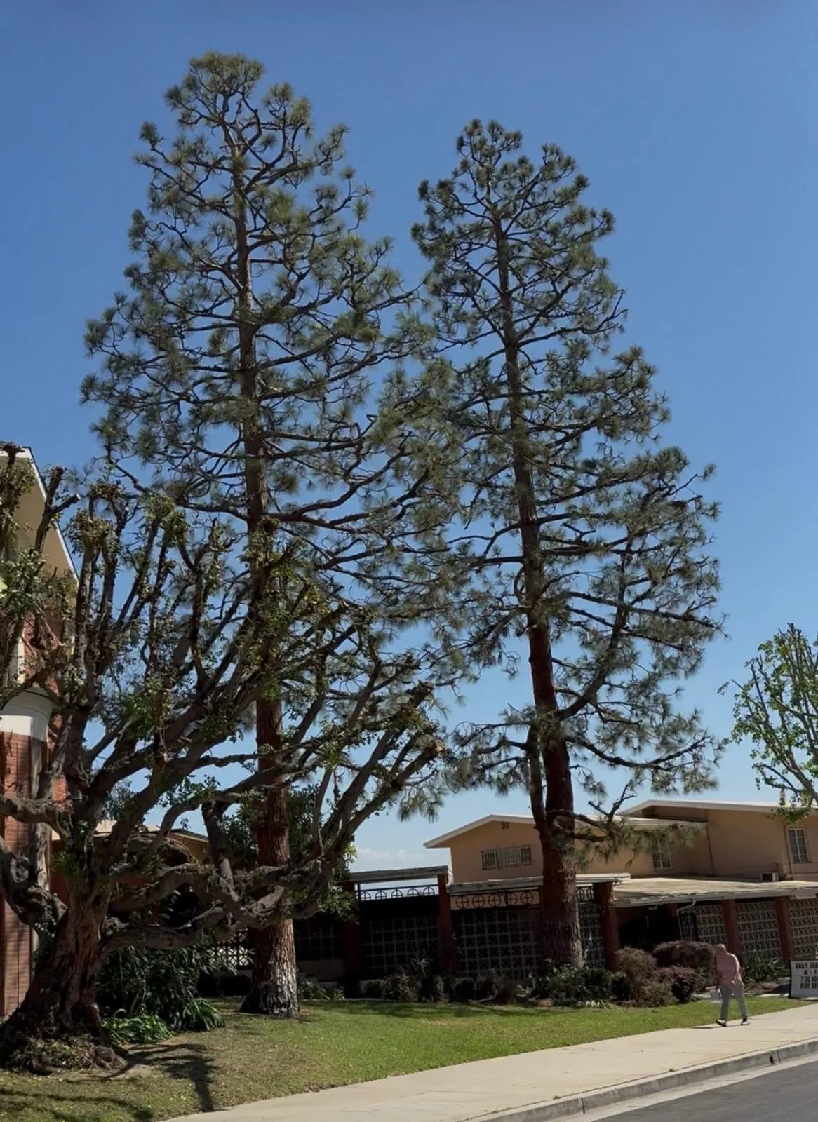 Mature tree pruned with the truck and chipper at the curb